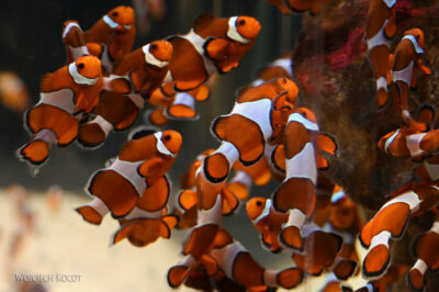 afr30d106-Cape Town - w oceanarium