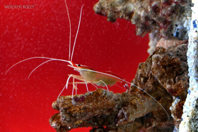 afr30d108-Cape Town - w oceanarium