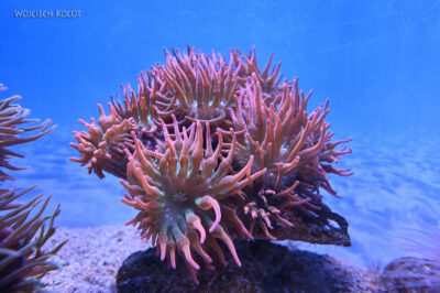 afr30d114-Cape Town - w oceanarium