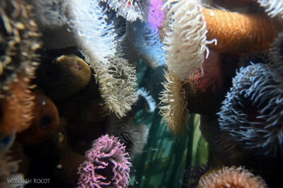 afr30d116-Cape Town - w oceanarium