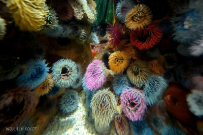 afr30d117-Cape Town - w oceanarium