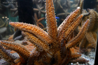 afr30d124-Cape Town - w oceanarium