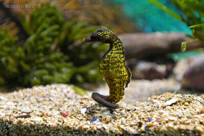 afr30d127-Cape Town - w oceanarium