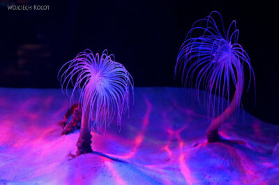 afr30d131-Cape Town - w oceanarium