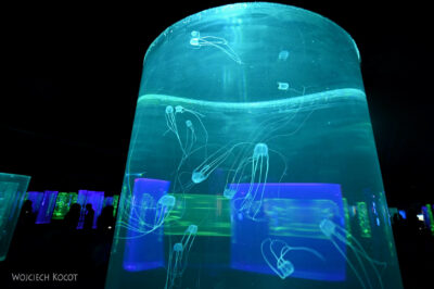 afr30d139-Cape Town - w oceanarium