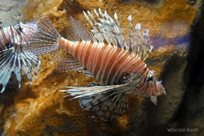 afr30d153-Cape Town - w oceanarium