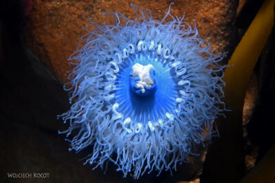 afr30d159-Cape Town - w oceanarium