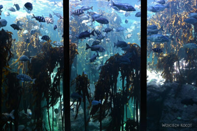 afr30d161-Cape Town - w oceanarium