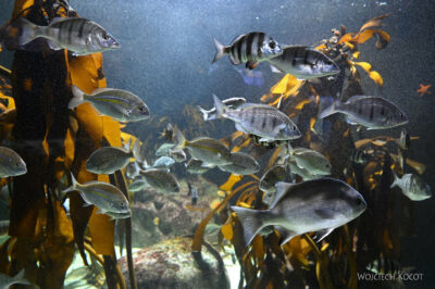 afr30d164-Cape Town - w oceanarium