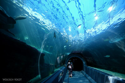 afr30d165-Cape Town - w oceanarium