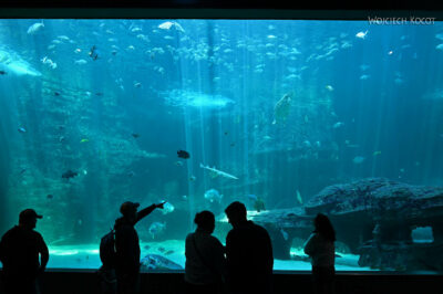 afr30d169-Cape Town - w oceanarium