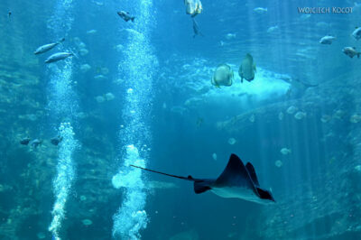 afr30d171-Cape Town - w oceanarium