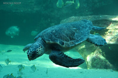 afr30d172-Cape Town - w oceanarium