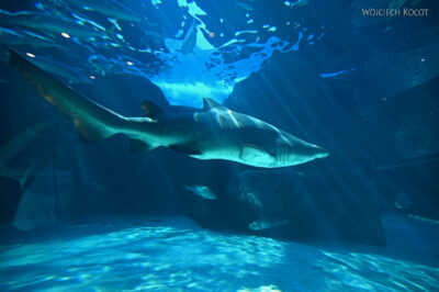afr30d176-Cape Town - w oceanarium