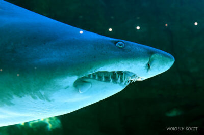 afr30d180-Cape Town - w oceanarium