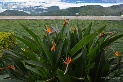rolx27-Strelicje rolx27-Strelicje
